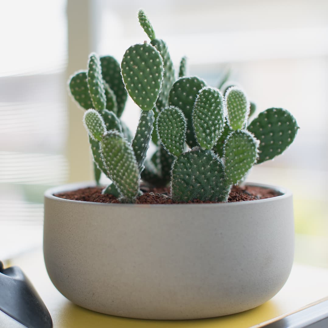 <p data-block-key="a493f">Opuntia microdasys (Kuva: Adobe Stock)</p>