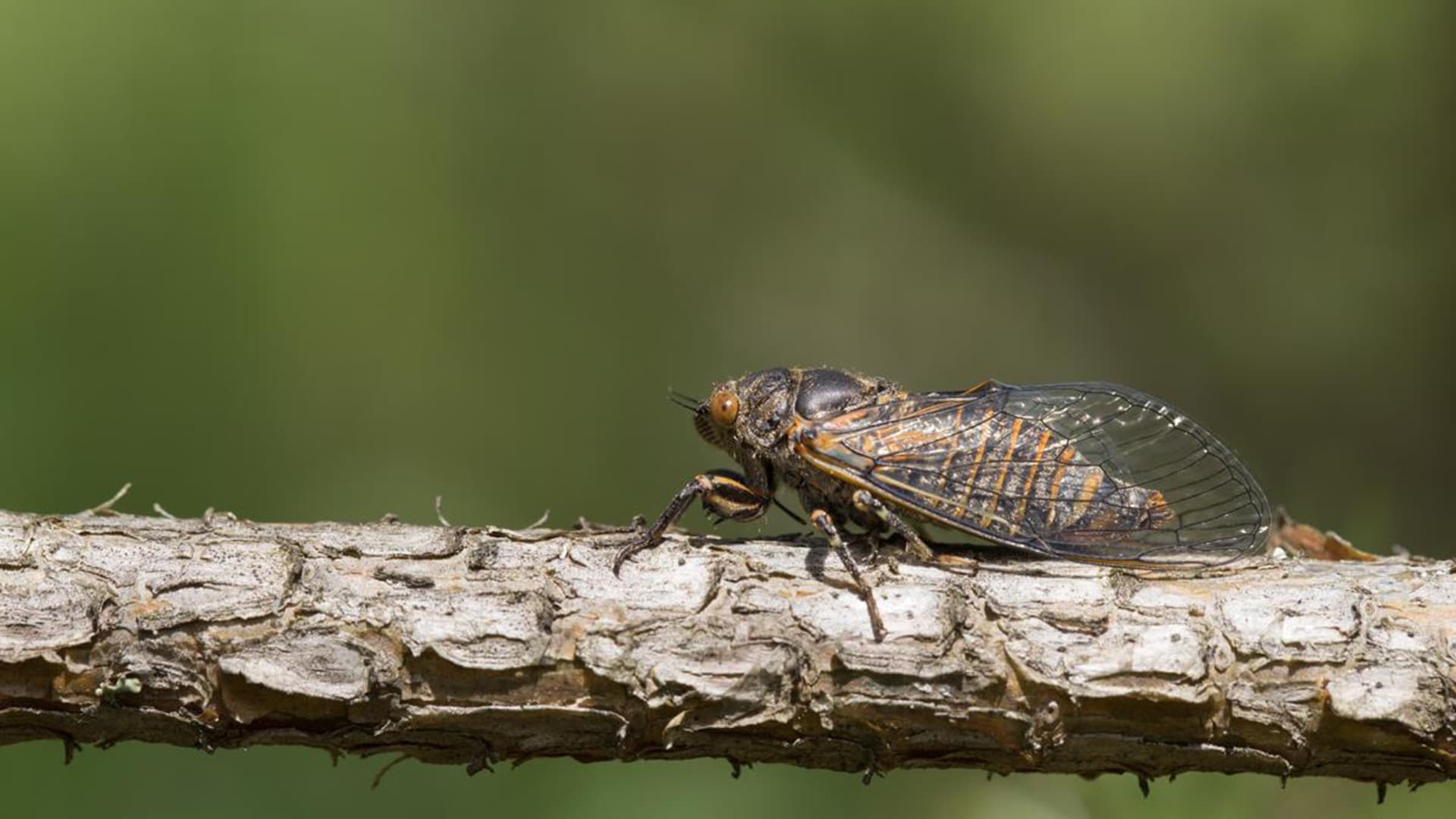 Cicadetta_montana_HåkanSöderholm_CCBYSA4.0.jpg