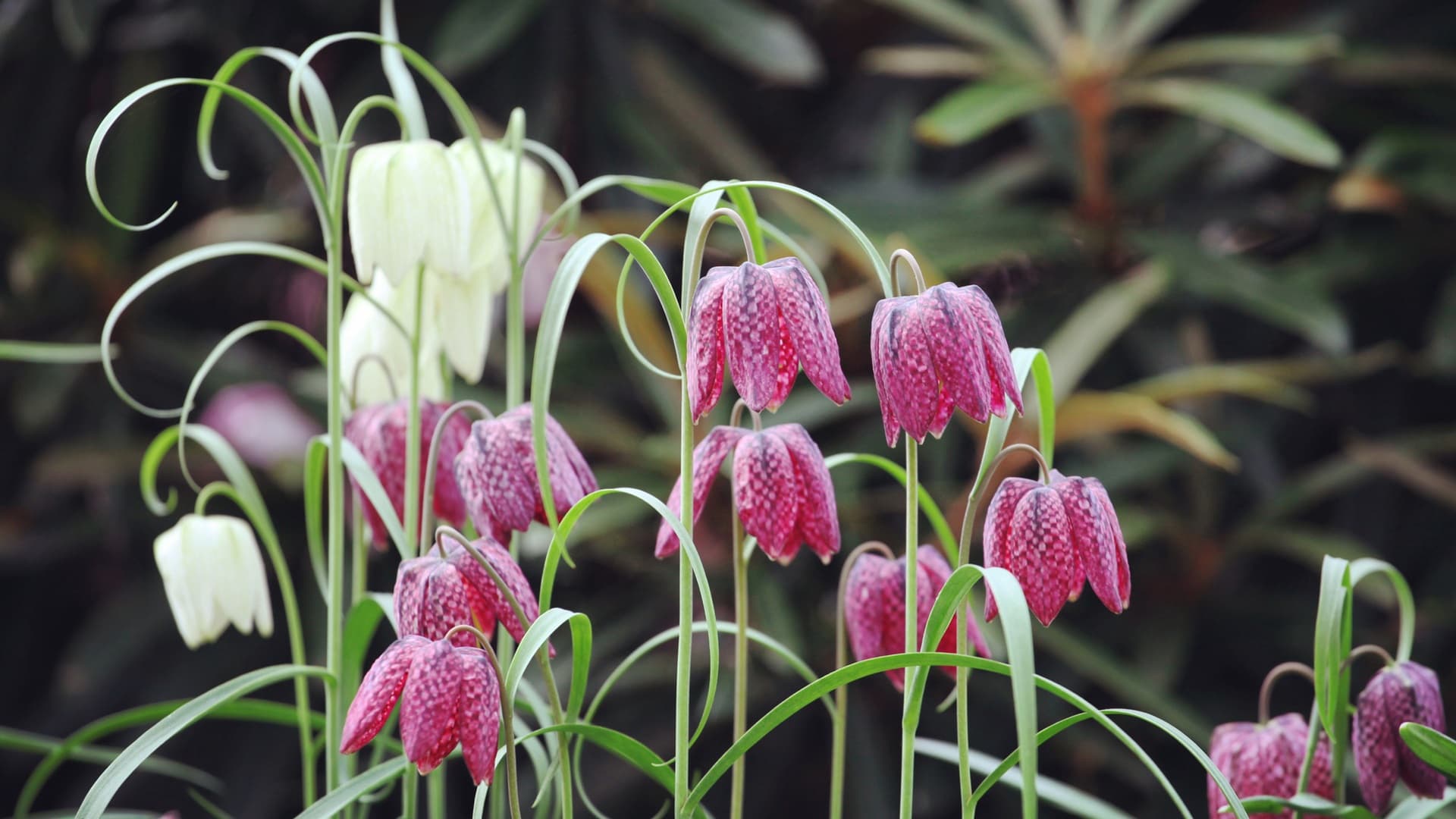 <p data-block-key="ez4er">Kirjopikarililja, Fritillaria meleagris</p>