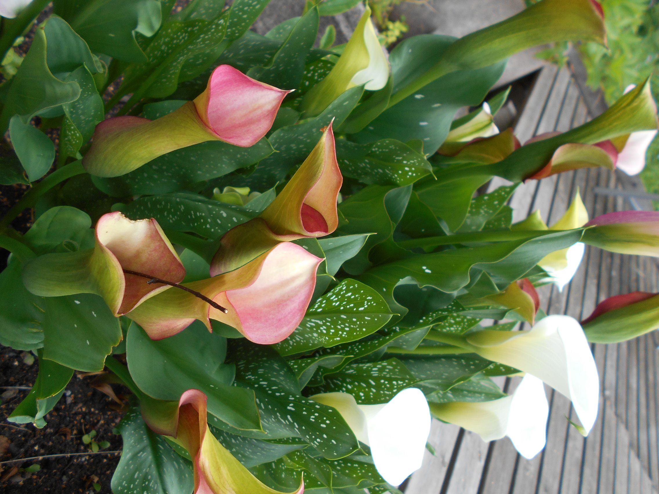 DSCN4885.JPG