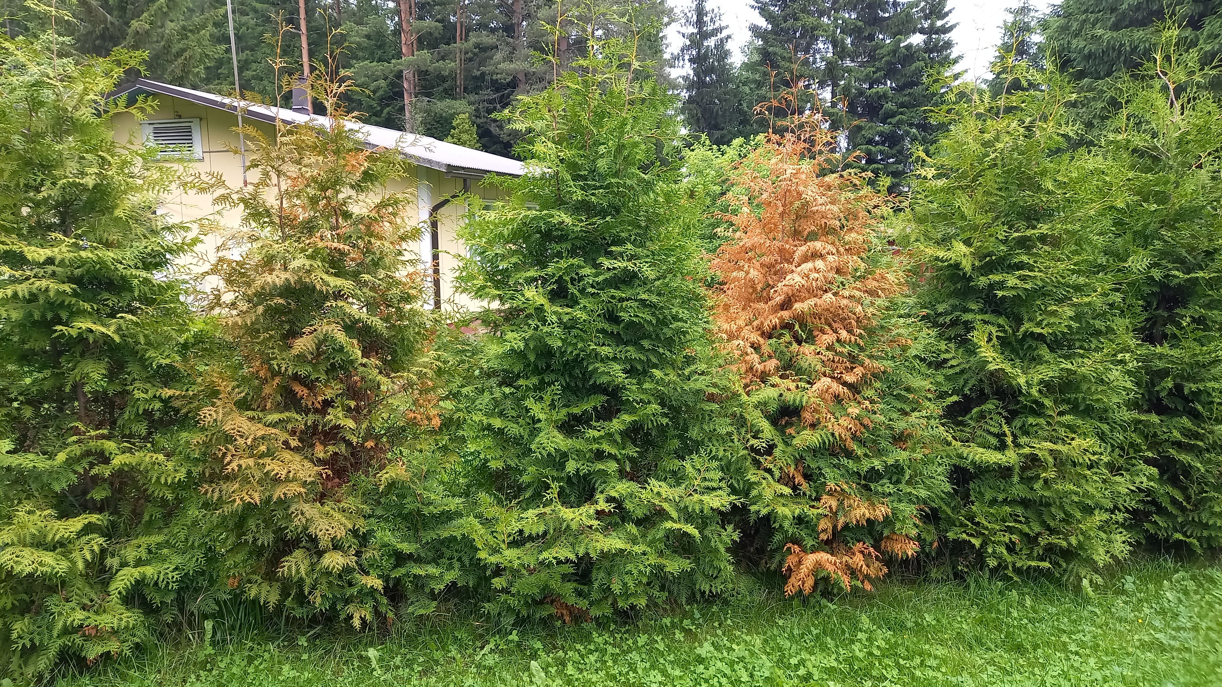20250708_105462.jpg