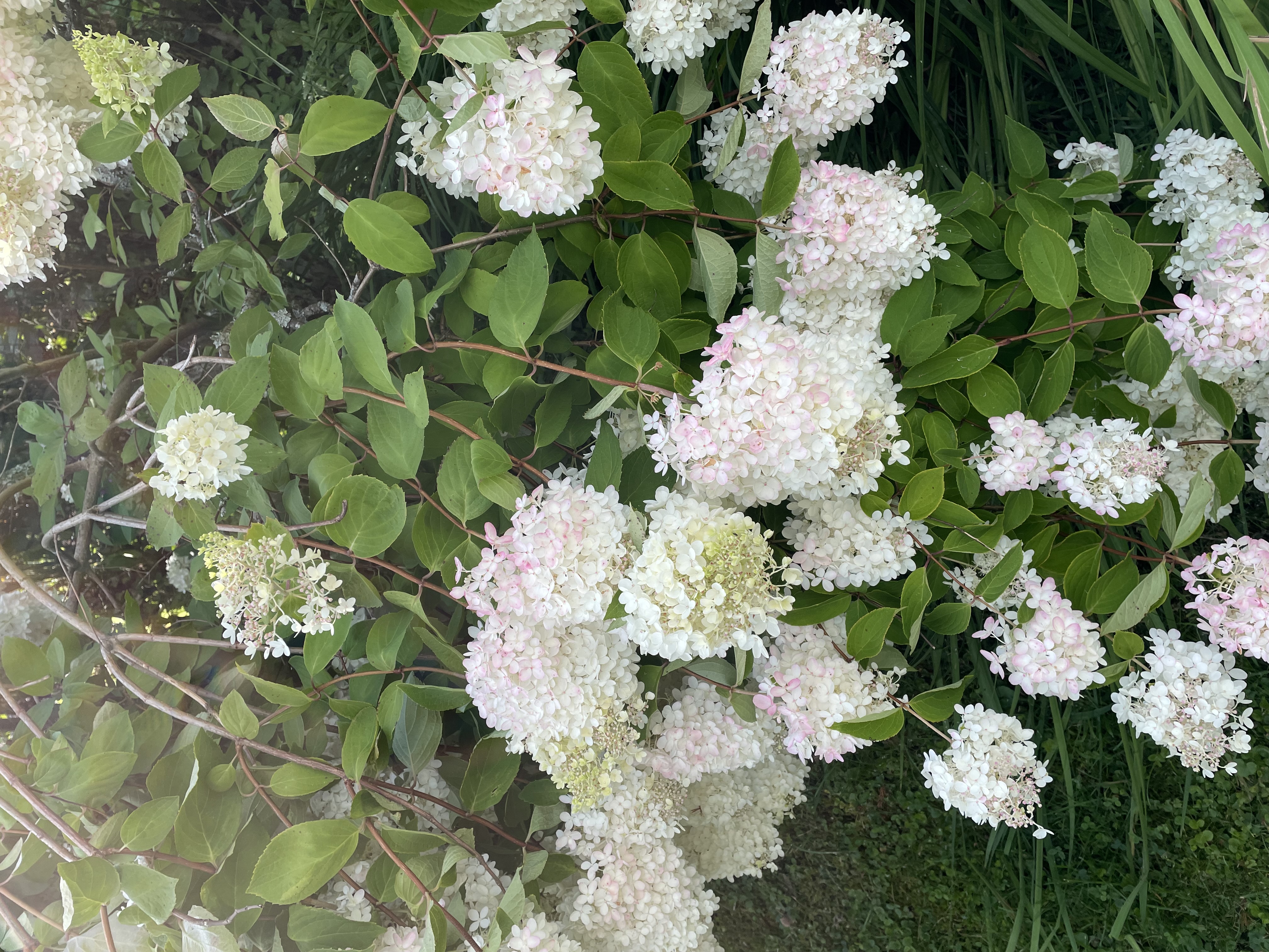 IMG_2378.jpeg