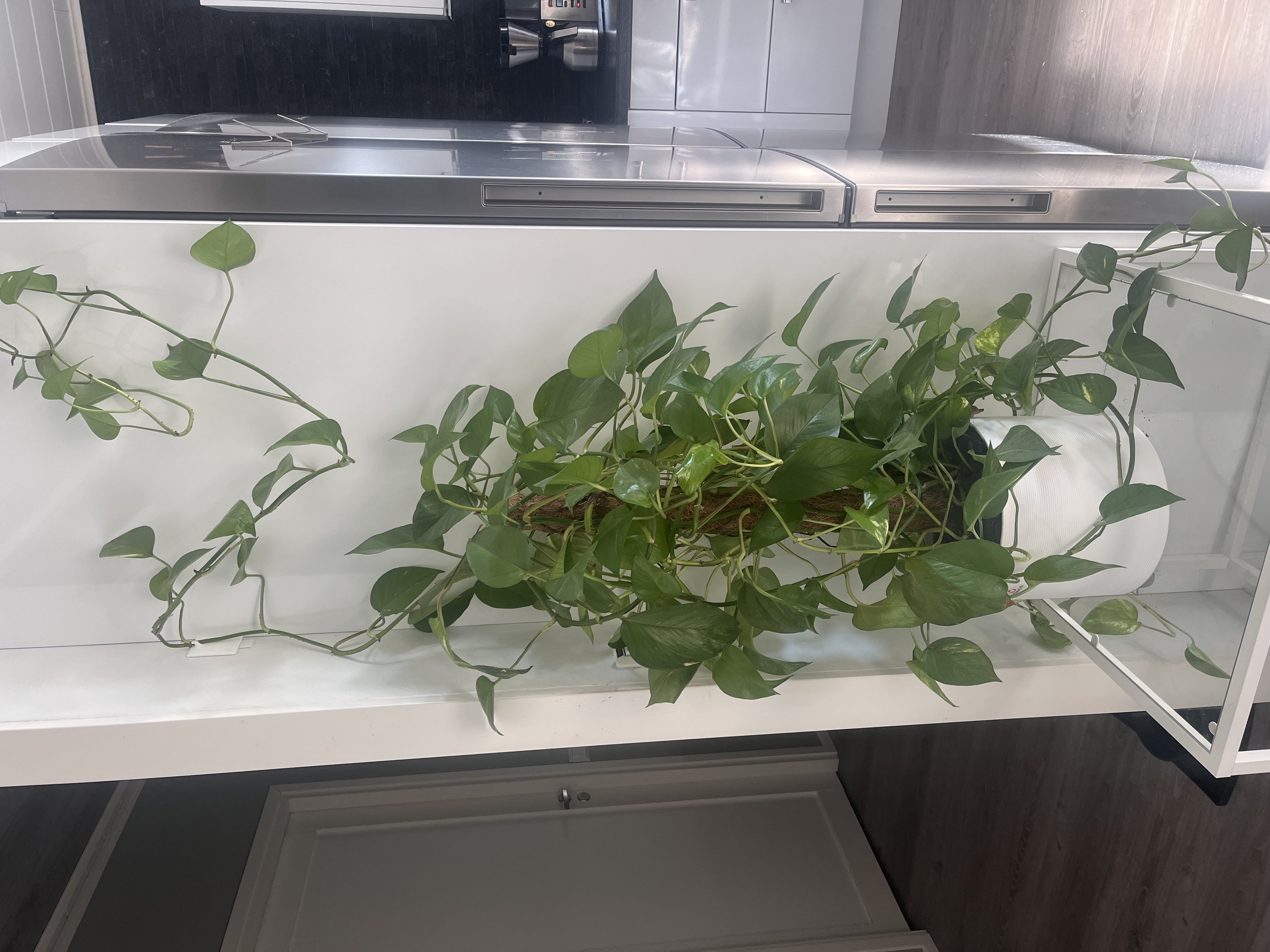 Onko kultaköynnös.jpeg