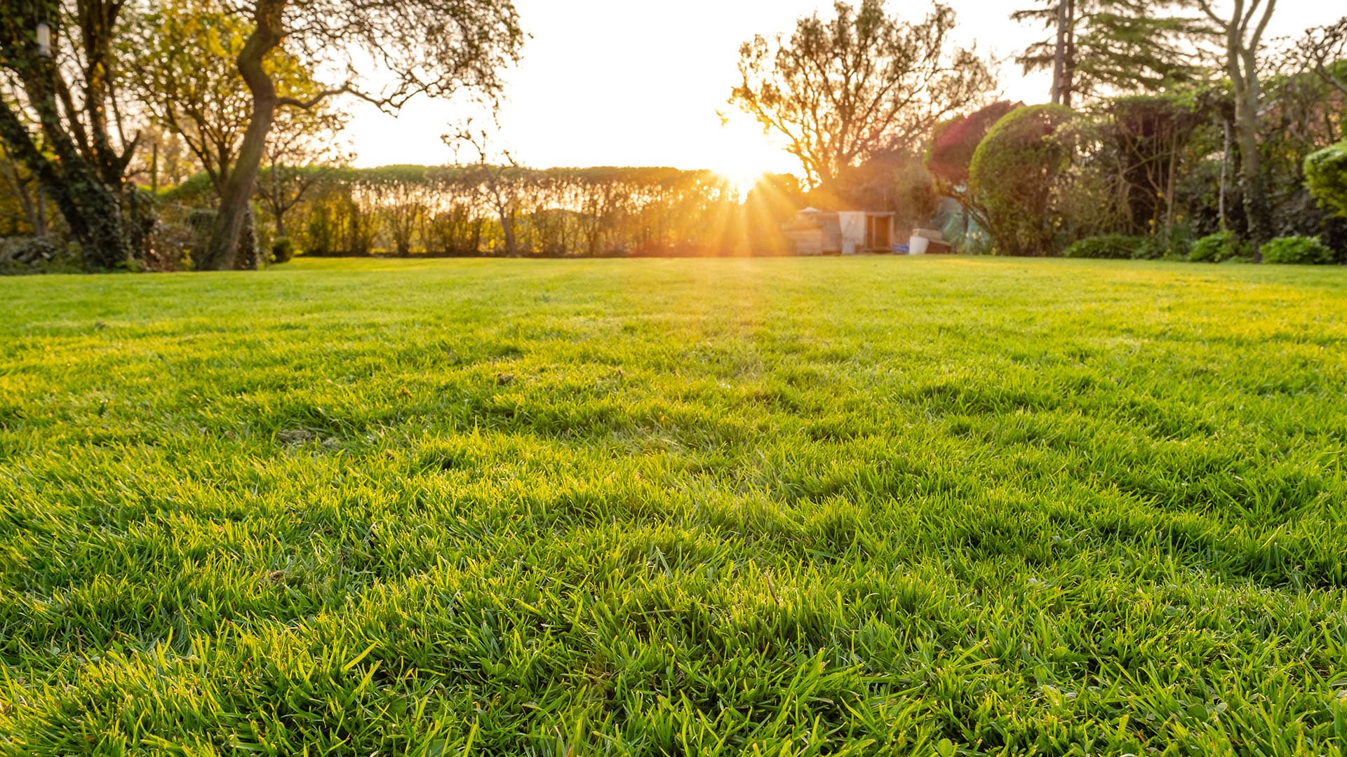 Silppua vai kerää? Näin Bosch akkuruohonleikkuri tekee nurmikosta paremman