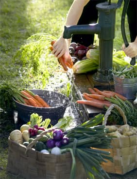 Kasvisten sadonkorjuun juhlaa