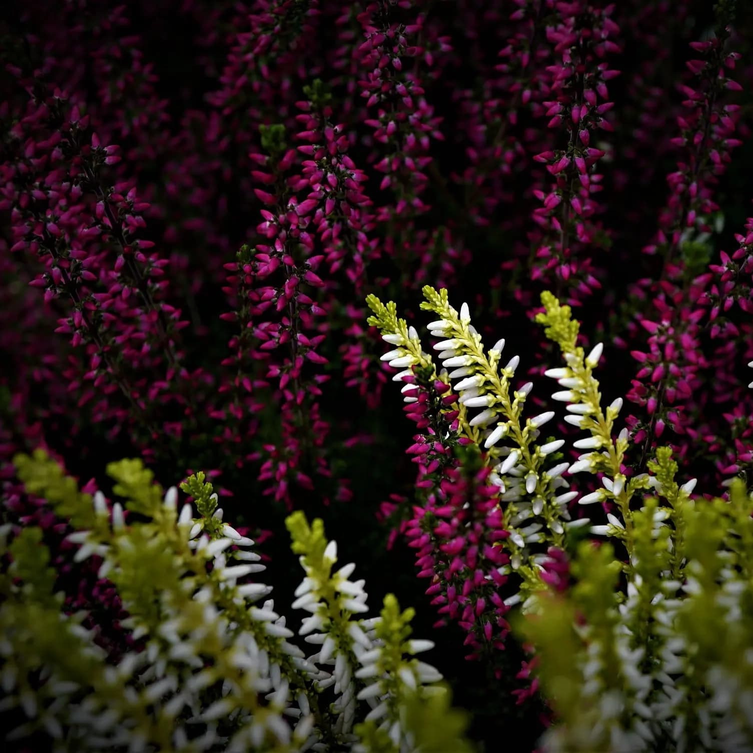 <p data-block-key="m6x8s">Syys-lokakuun vaihteessa moni on vienyt haudalle talven kestäviä kasveja. Havut saavat vielä odottaa hetken.</p>