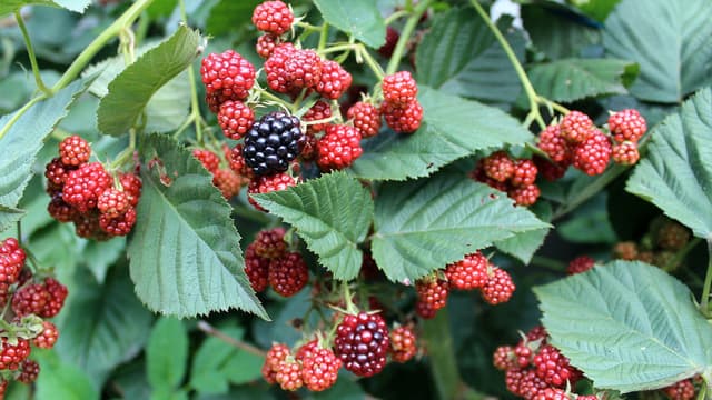 Myös marjapensaita voi istuttaa syksyllä.jpg