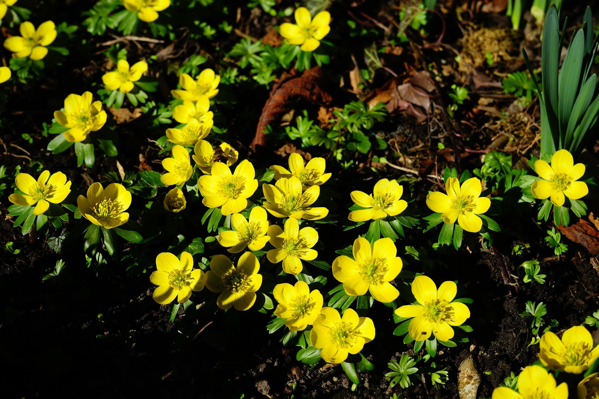 Kevään herkät hetket ja nopea edistyminen