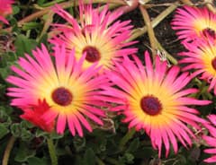 <p data-block-key="sjl7i">Keskipäivänkukka (Dorotheanthus bellidiformis) (Kuva: Puutarha.net)</p>