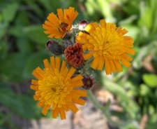 <p data-block-key="aa2hh">Oranssikeltano (Pilosella aurantiaca) (Kuva: Puutarha.net)</p>