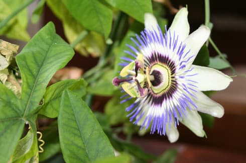 <p data-block-key="t2nsw">Kärsimyspassio (Passiflora caerulae) (Kuva: Pixabay)</p>
