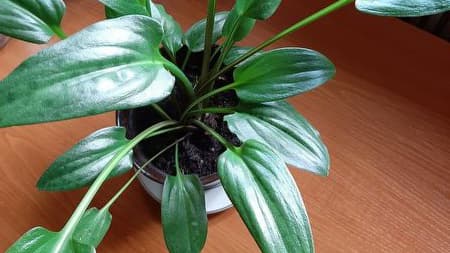 Mikä tämä kaunis kirppislöytö on nimeltään?