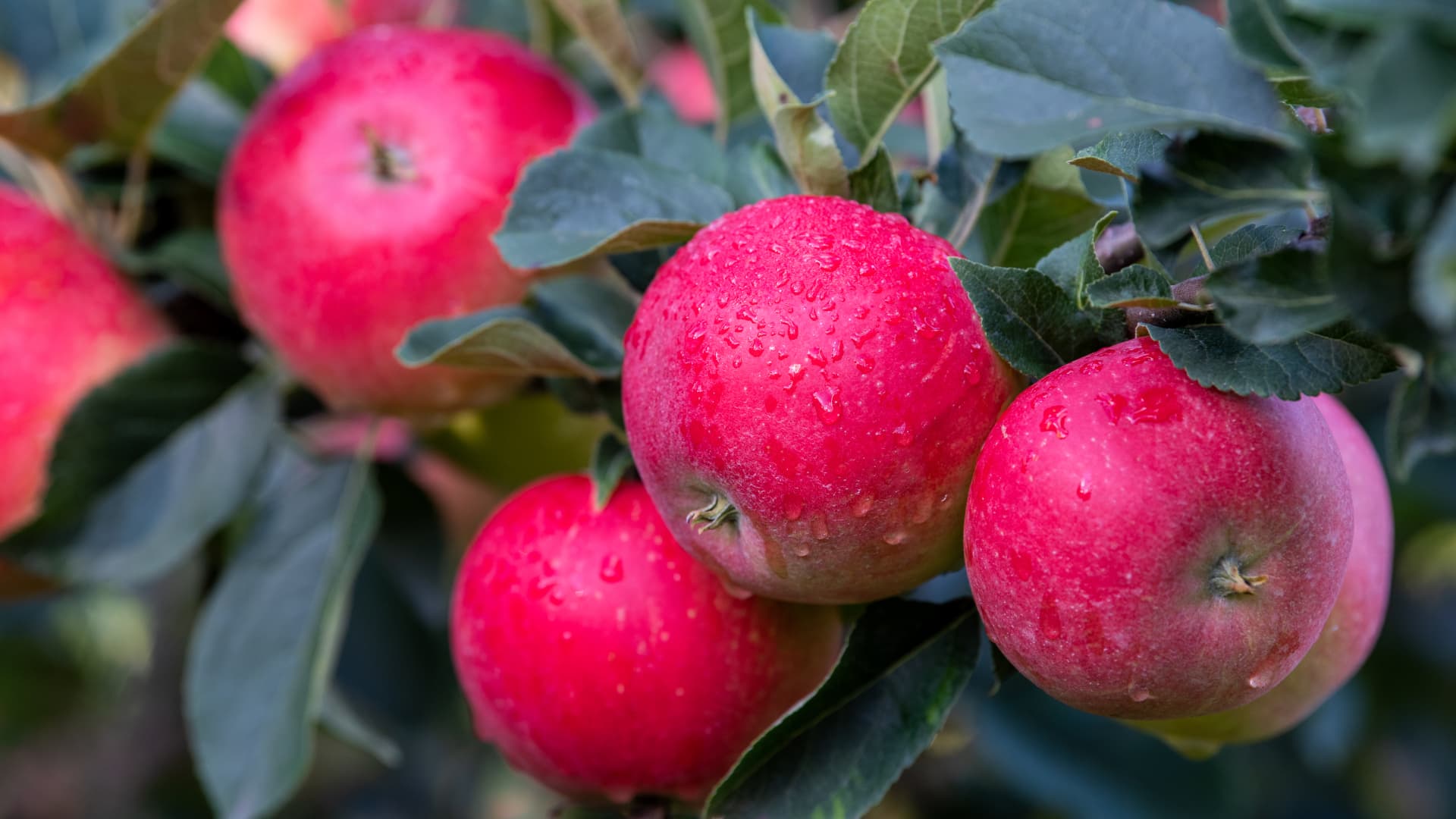 Vieläkö kotimaista omenaa saa? – Herkkuja ja terveyttä talvikauteen