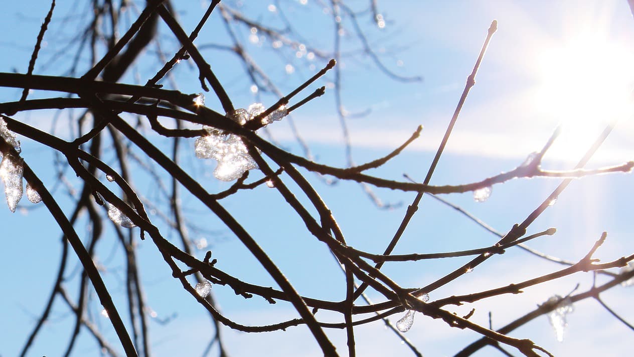 Alkukevään aurinko hellii ja haastaa – näin suojaat puutarhasi