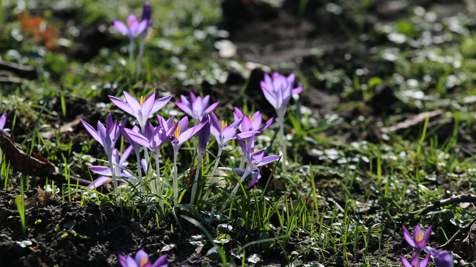 Heräävä kevät innostaa pihapuuhiin