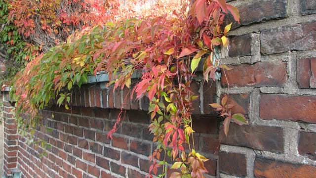 Villiviini tuo väriä syksyiseen puutarhaan