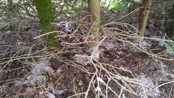 Mikä kuusiaitaa vaivaa?