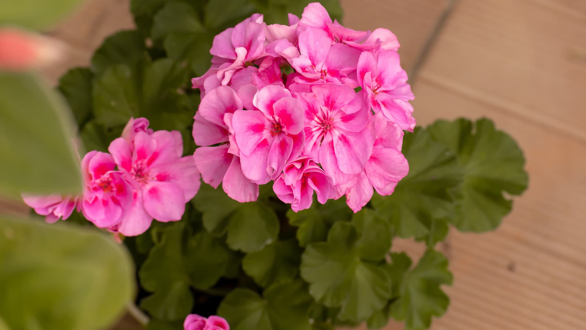 Kiitos kukinnasta, pelargonit