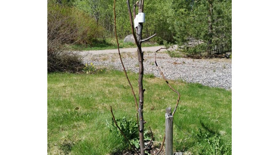 Päärynäpuu elossa vai kuollut? Asiantuntija vastaa