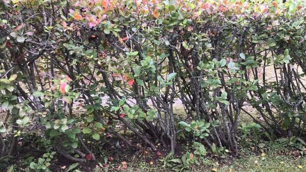 Mustamarja-aronian leikkaus? Asiantuntija vastaa