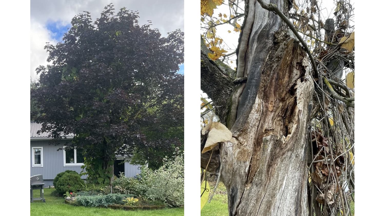 Vaahteran vauriot? Asiantuntija vastaa