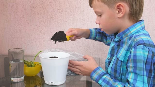 Poika lisää multaa ruukkuun