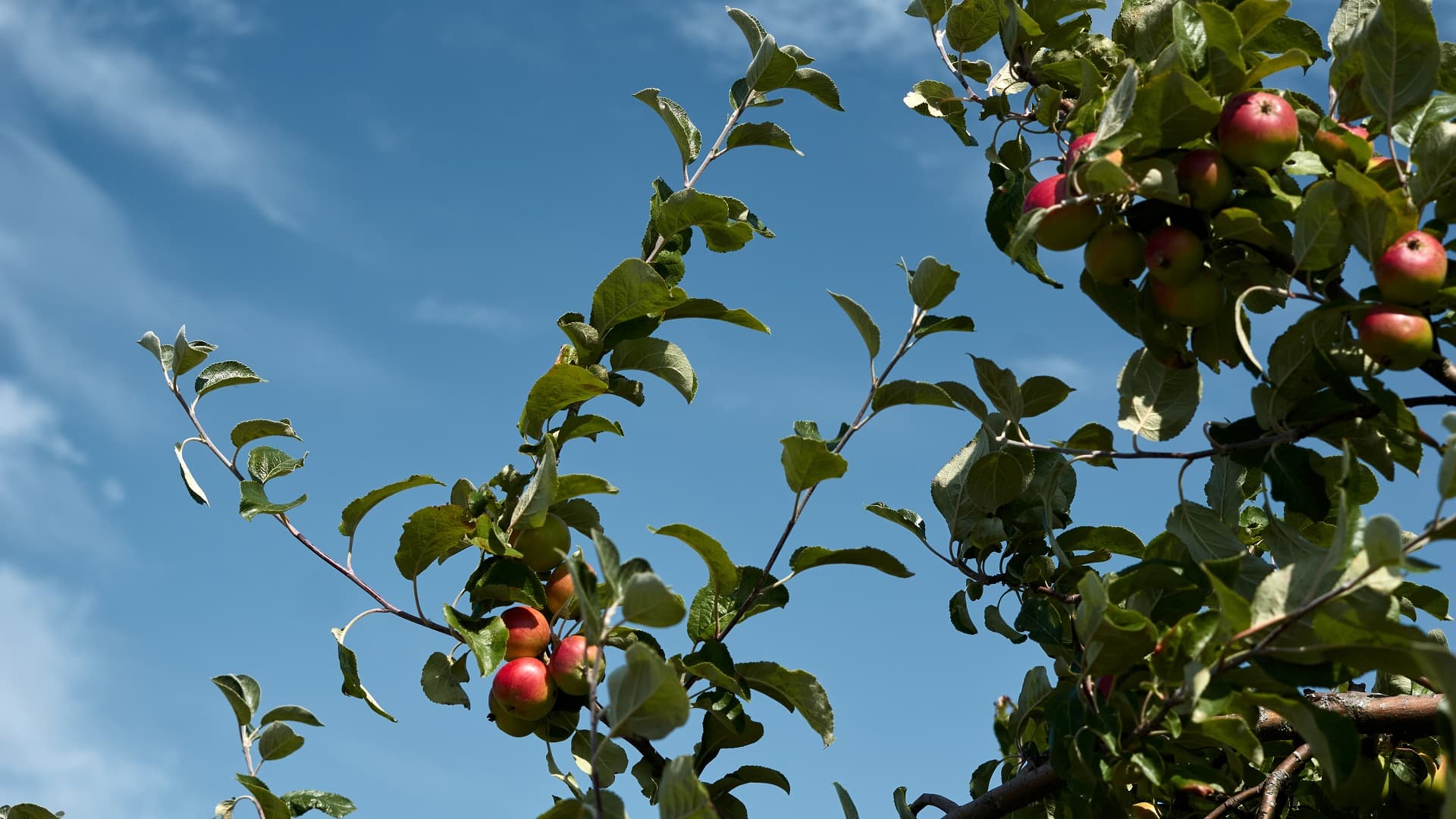 Onko omenapuu menetetty? Asiantuntija vastaa