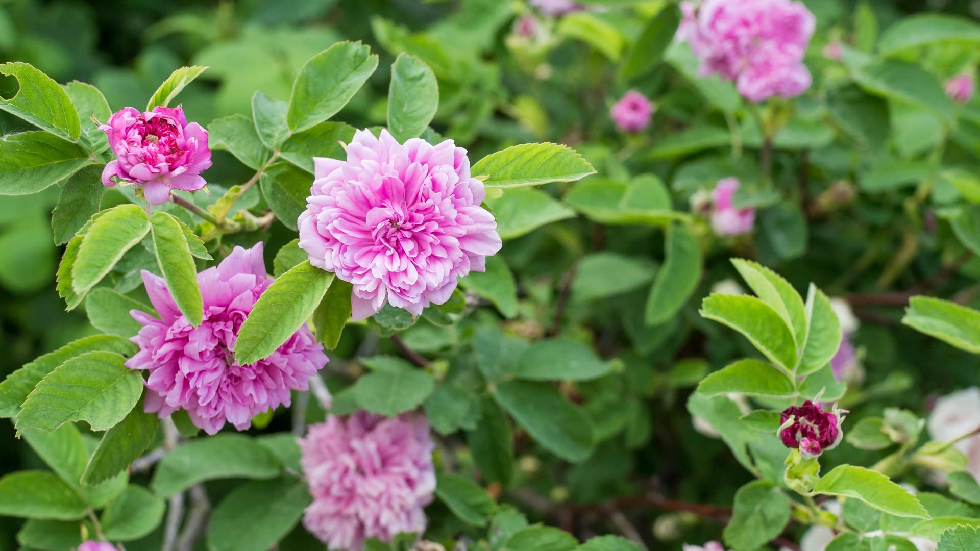 Tornionlaaksonruusu hurmaa kestävyydellään ja kauneudellaan
