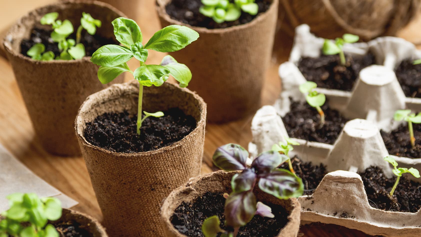 Esikasvatuksella aikaistetaan satoa