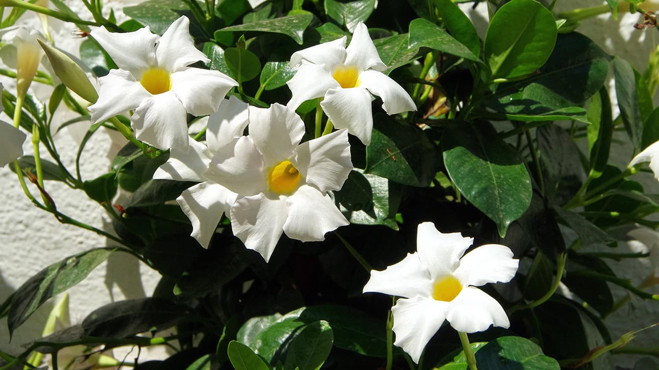 Maljaköynnös (Mandevilla) kukkii taukoamatta pitkään