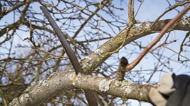 Siistiä jälkeä omenapuuhun sahalla