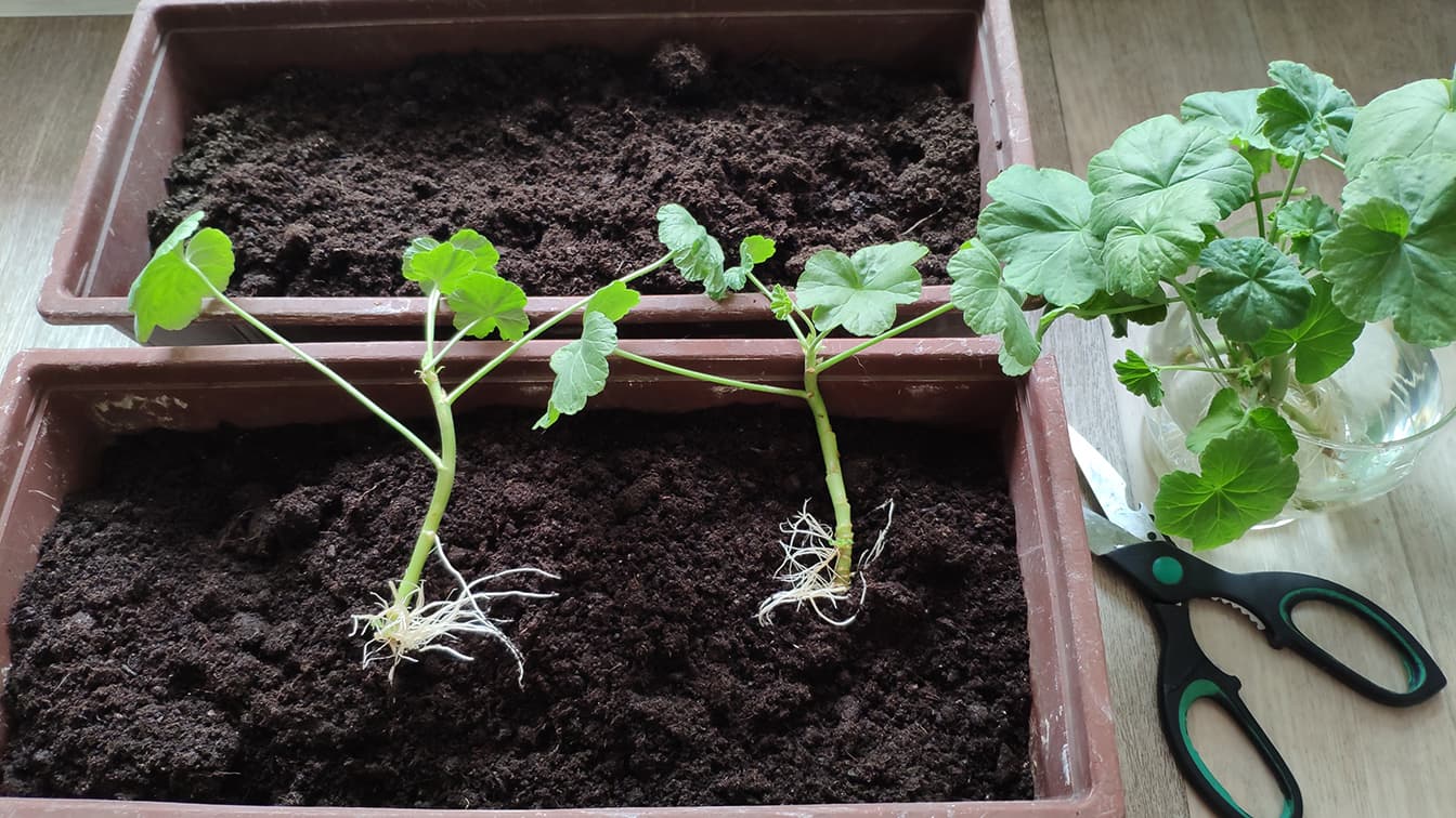 Oletko jo leikannut talvehtineet pelargonisi?