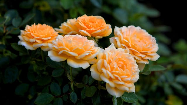 Rosa Grandiflora-ryhmä