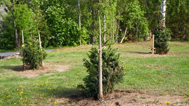 Puun istuttaminen ja tukeminen