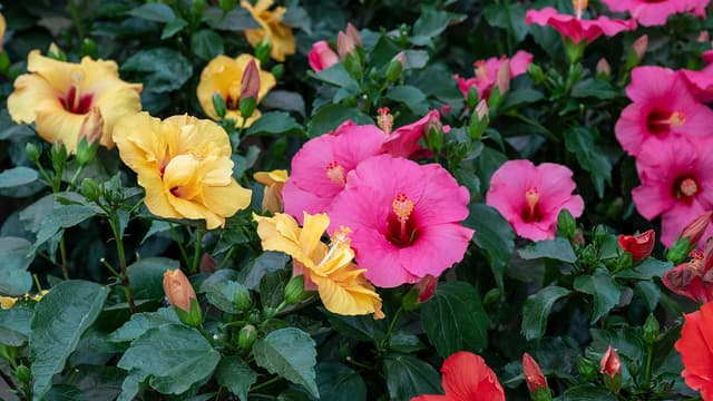 Kiinanruusun suuret, värikkäät kukat