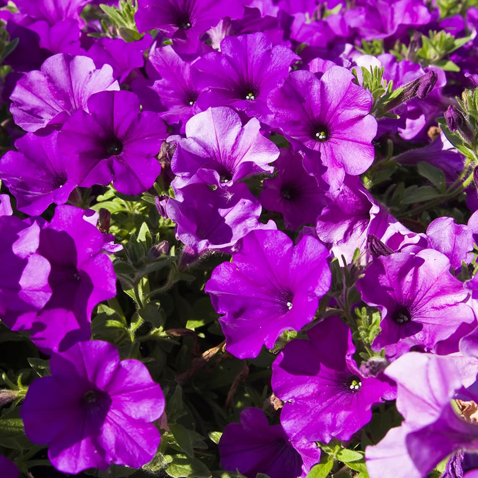 <p data-block-key="r10qg">Petunia pitää auringosta. (Kuva: Adobe Stock)</p>
