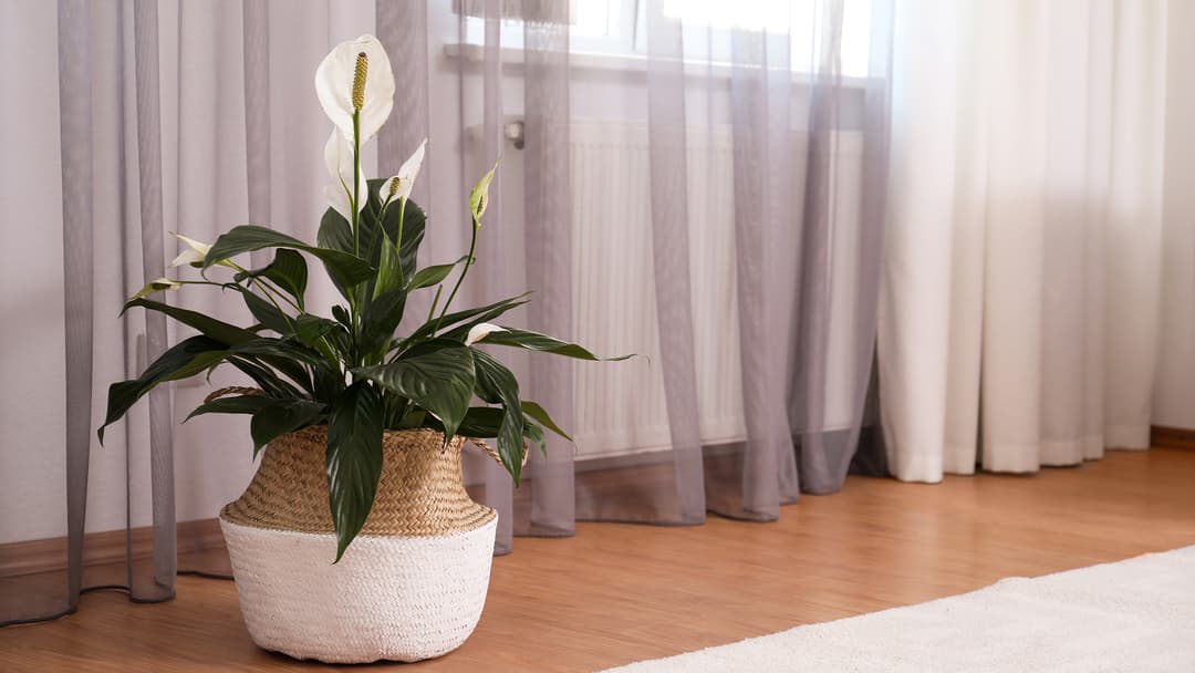 Viirivehka (Spathiphyllum)