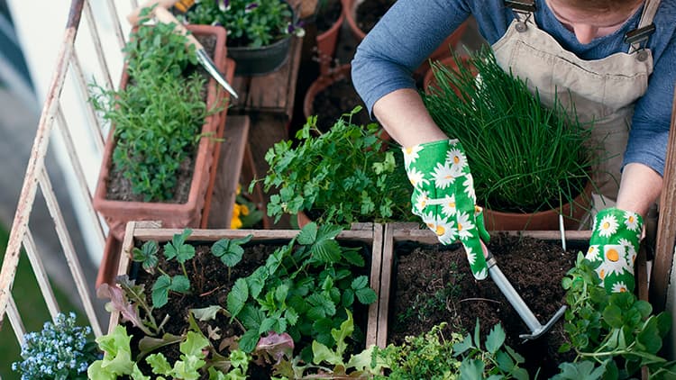 Ihana ja pieni aromien keidas: perusta oma yrttipuutarha