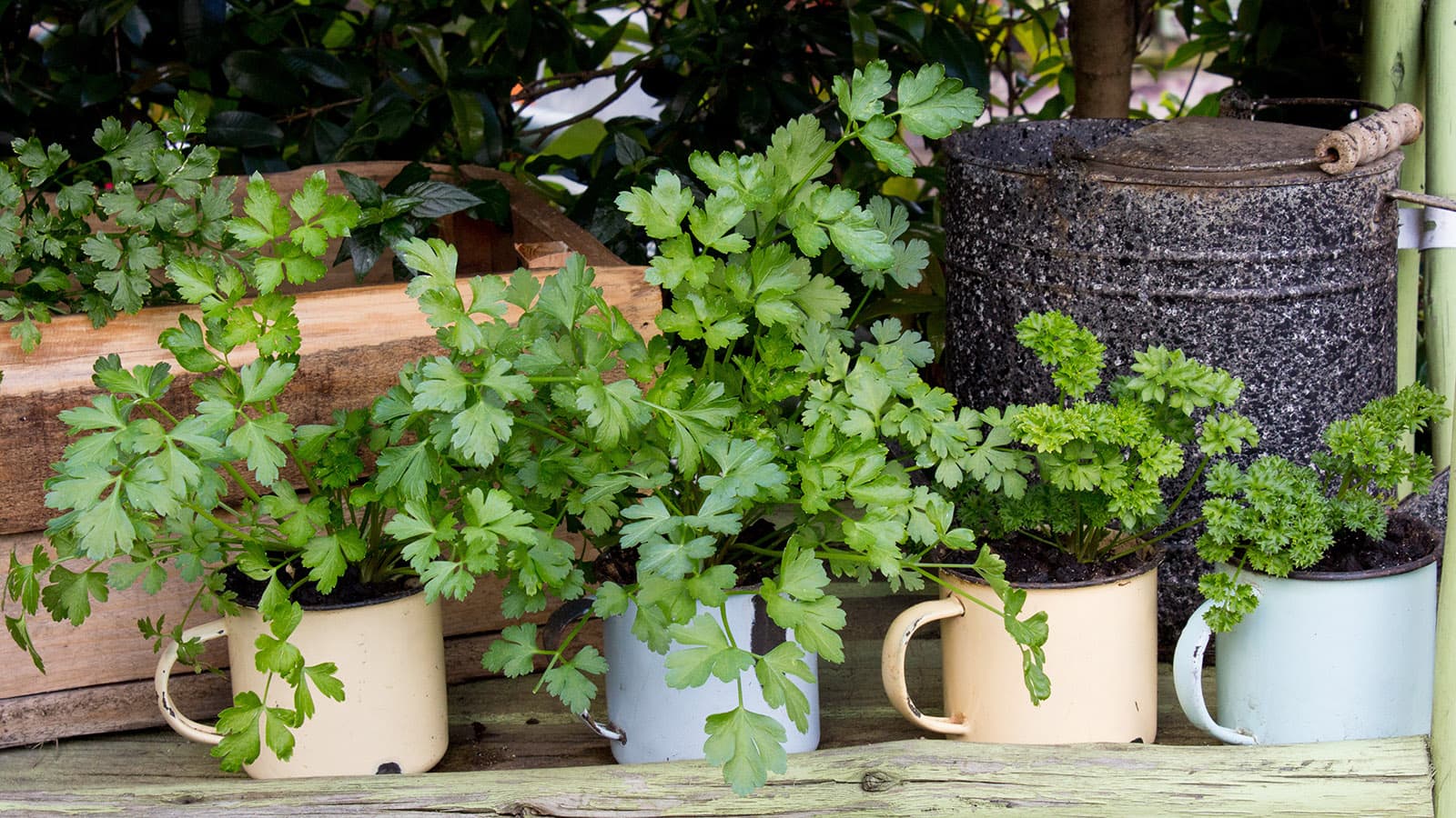 Keittiöpuutarha ruukussa