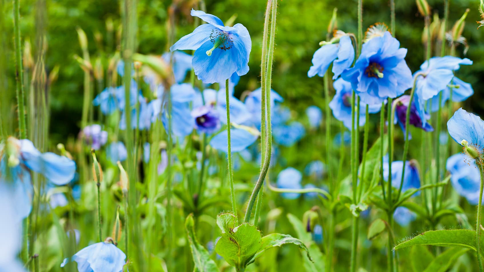 Sinivaleunikon saatavuus? Asiantuntija vastaa