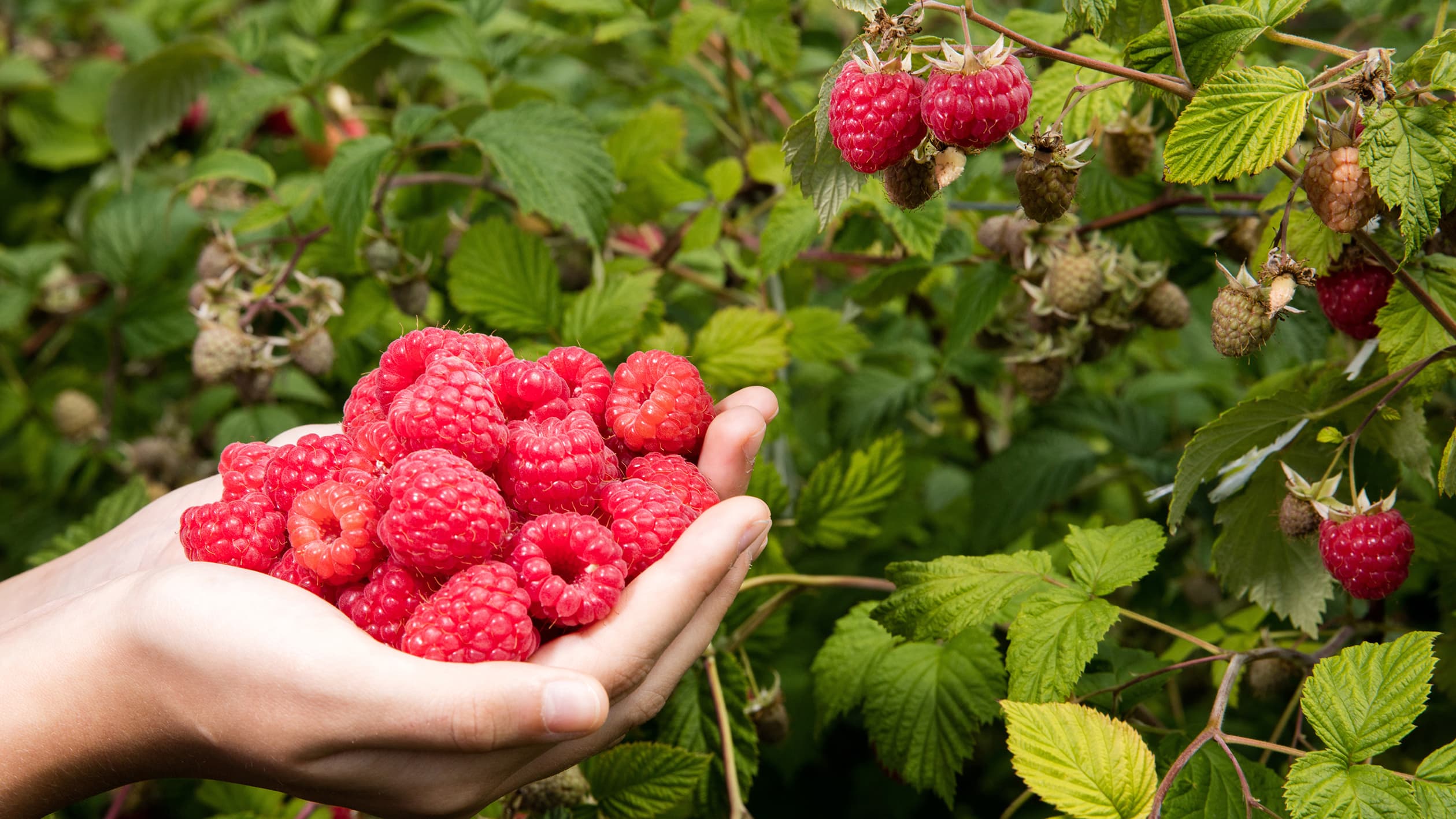 Vadelma (Rubus idaeus) on luonnonvarainen herkku