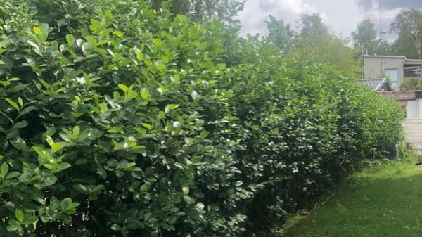 Marja-aronian leikkaus? Asiantuntija vastaa