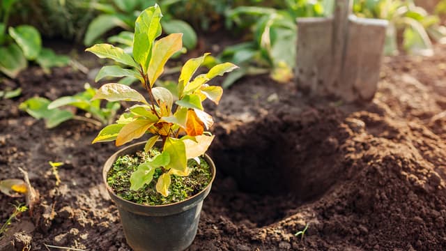 Havukasveille ja perennoille on hyvä juurtuminen ennen talvea erityisen tärkeää,