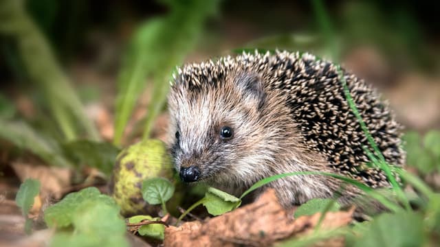 Siili tarvitsee reilusti ravintoa ennen talvipesään siirtymistä