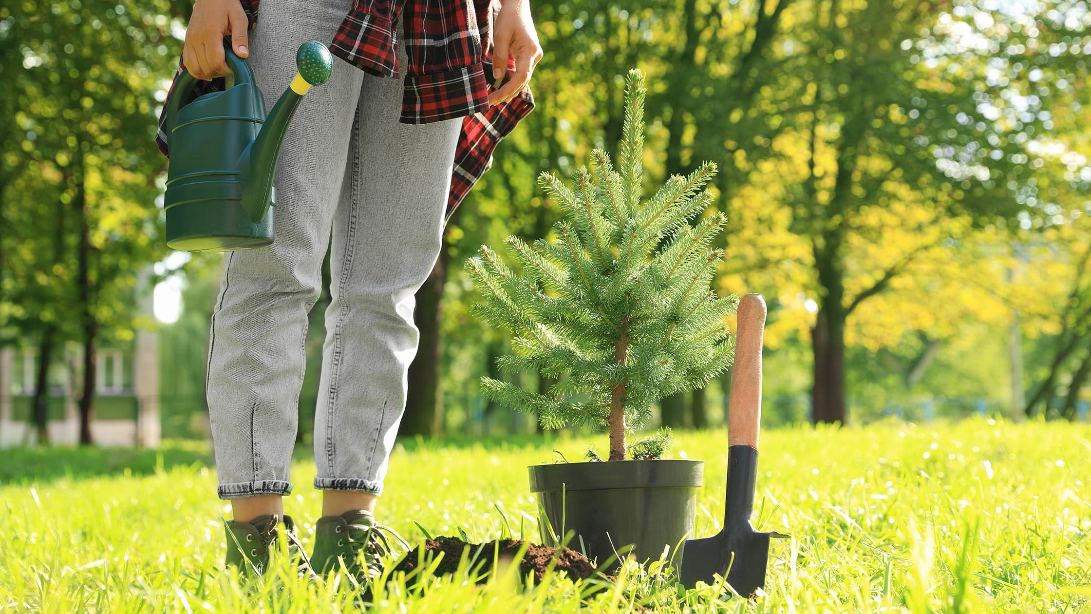 Milloin havupuut istutetaan? Asiantuntija vastaa