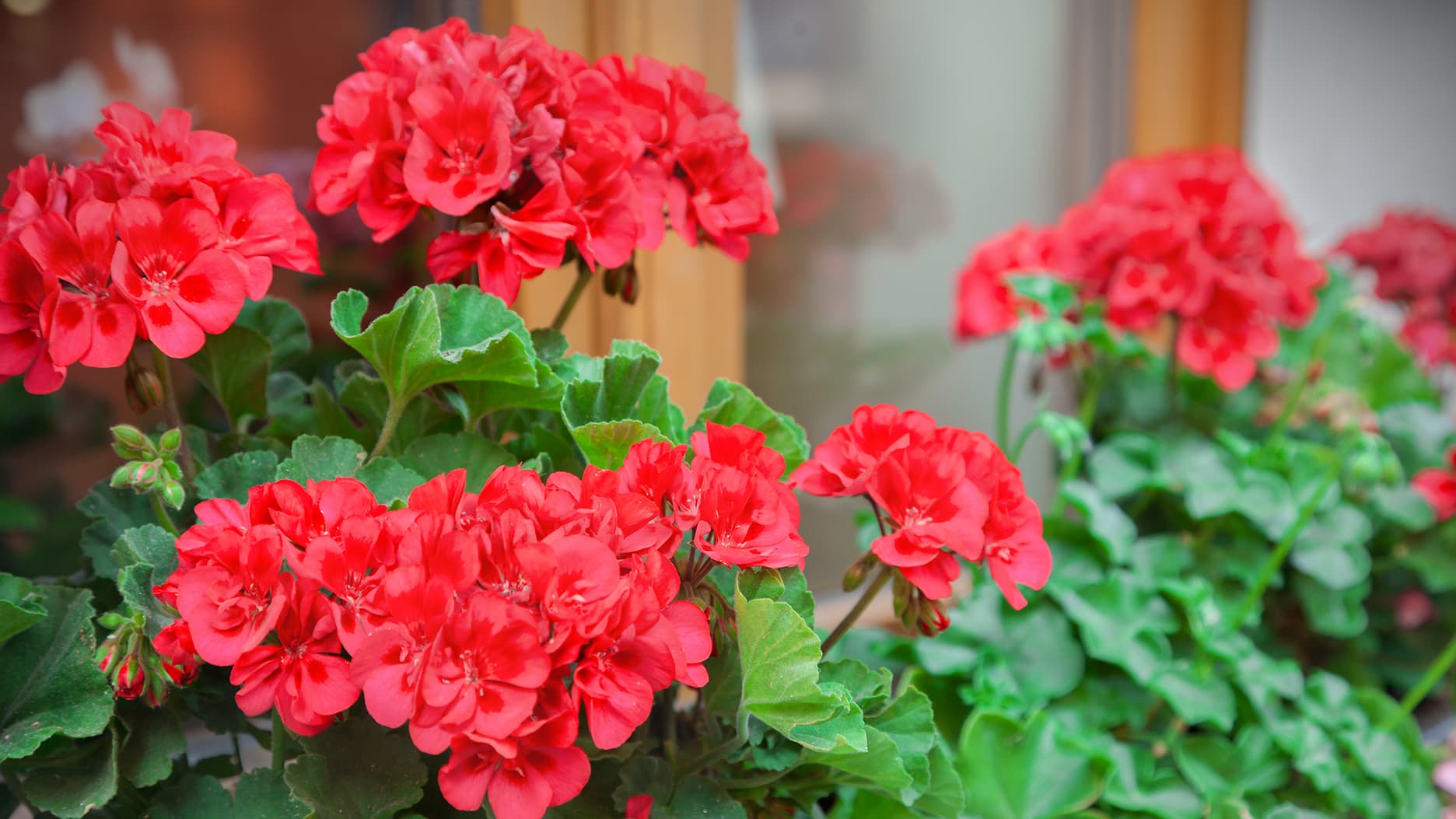 Erilaisia hurmaavia pelargoneja