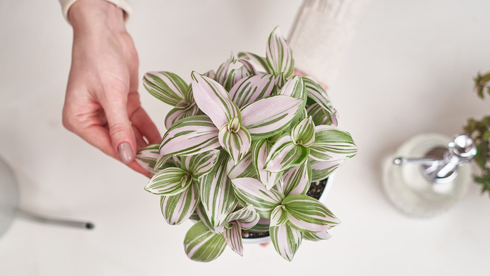 Juorut (Tradescantia) – Amerikkalaiset luonnonkasvit kodin vihreyteen