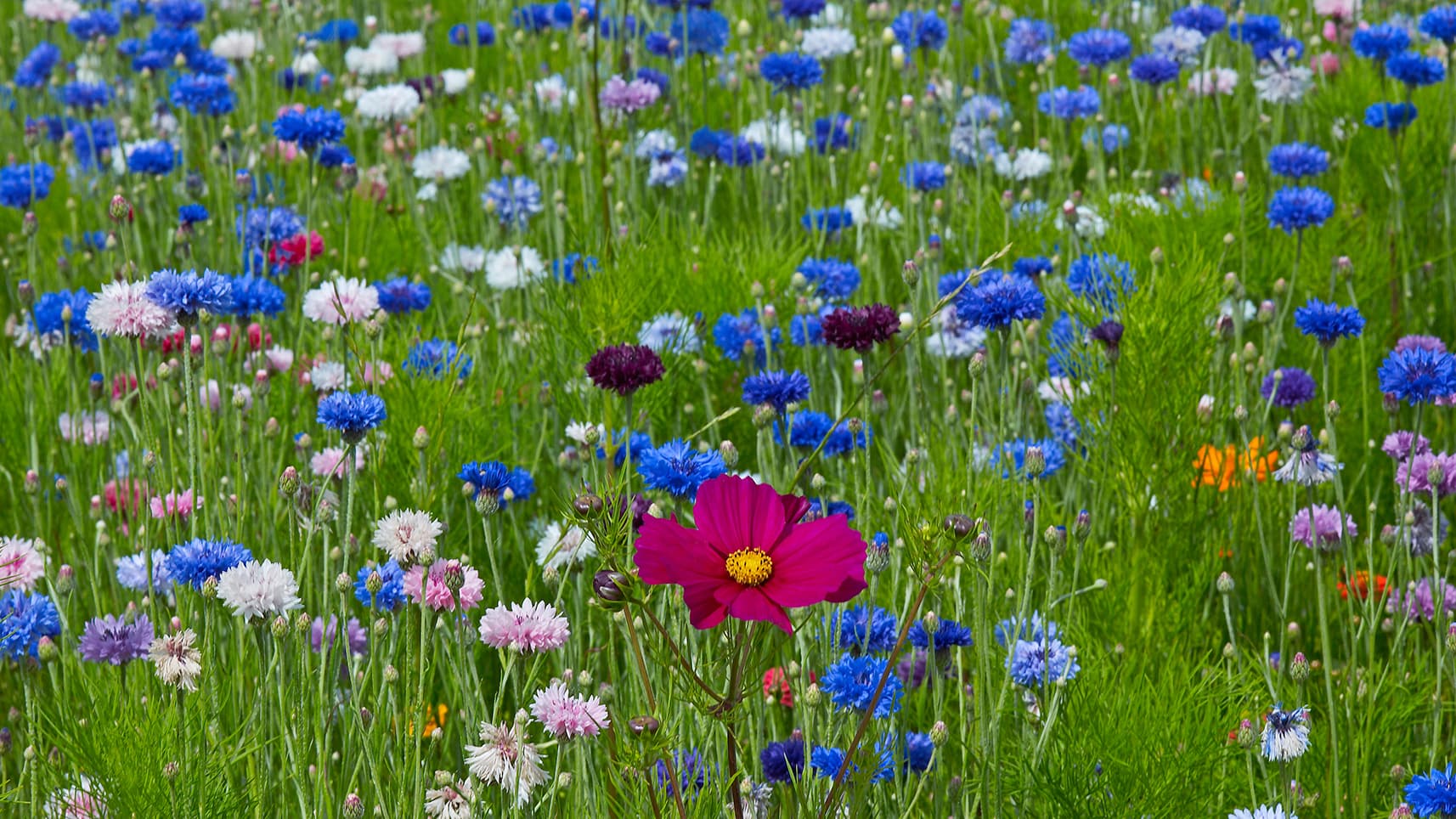 <p data-block-key="68cov">Ruiskaunokki sopii myös suojakasvustoksi niityn perustamiskesänä. (Kuva: Adobe Stock)</p>