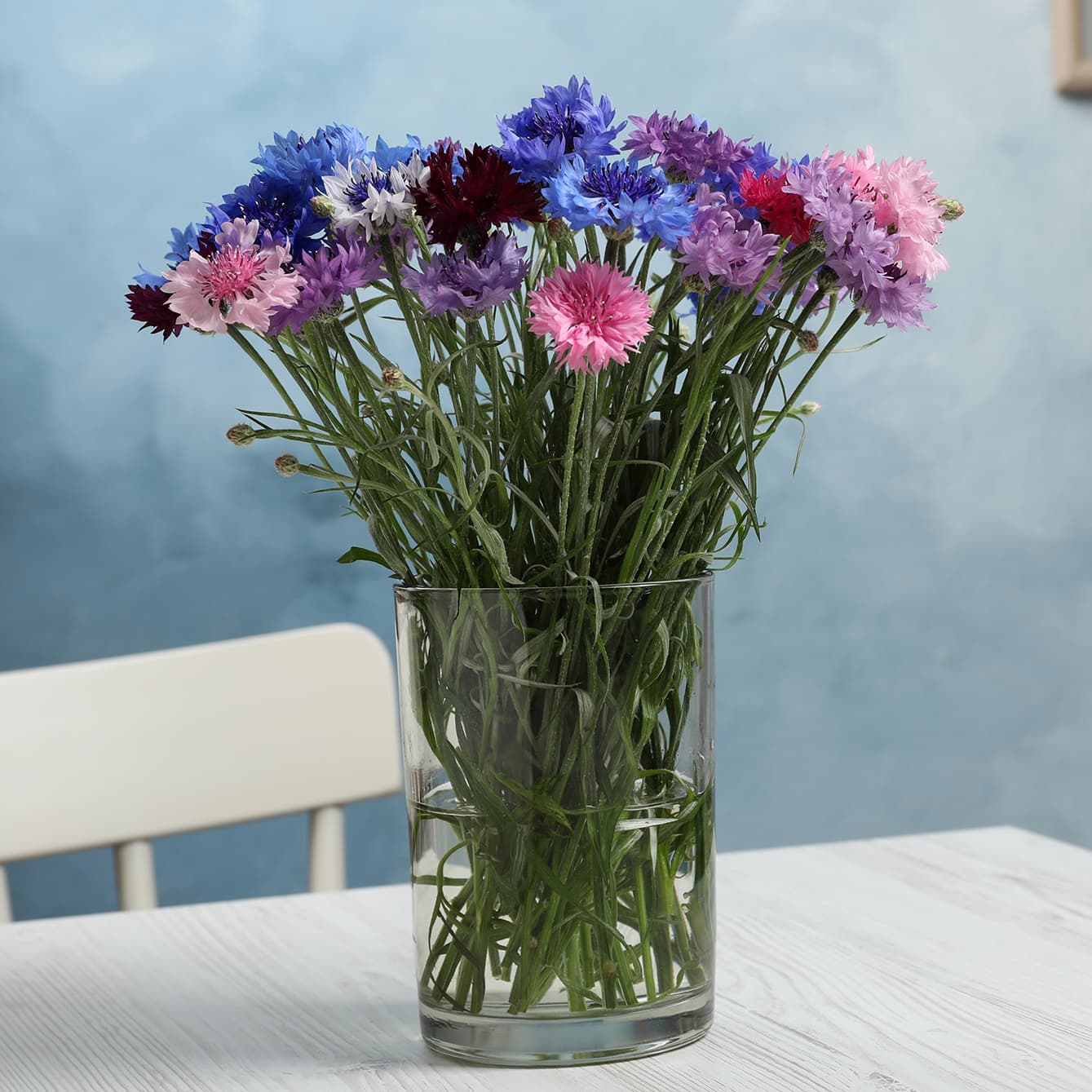 <p data-block-key="j5y73">Ruiskaunokin värikkäät kukat tuovat iloa ja eloa niin puutarhaan kuin maljakkoon, ja ne houkuttelevat pölyttäjiä luonnon monimuotoisuuden tukemiseksi. (Kuva: Adobe Stock)</p>