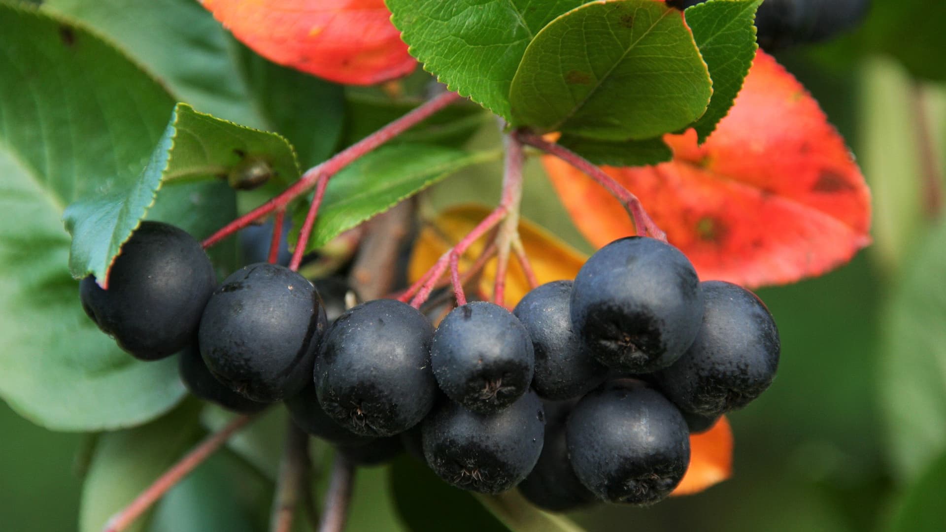 Maukas marja-aronia (Aronia Prunifolia-ryhmä)